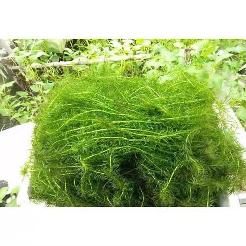 新手使用蜈蚣草净化水质吸收氨氮懒人植物孔雀鱼躲避鱼缸造景水草