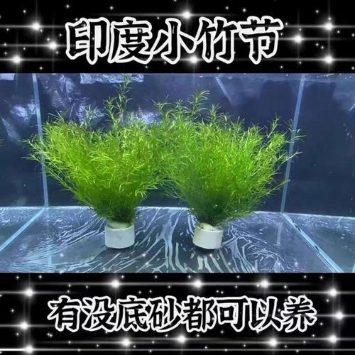 真水草印度竹节草新手好养耐活懒人阴性水草鱼缸金鱼藻绿菊蜈蚣草