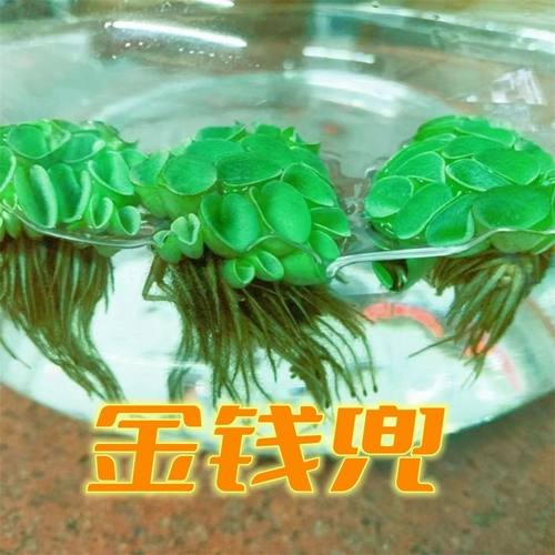 净化水质懒人水草组合鸿运单头绿招财金钱兜水培水生植物鱼缸净化