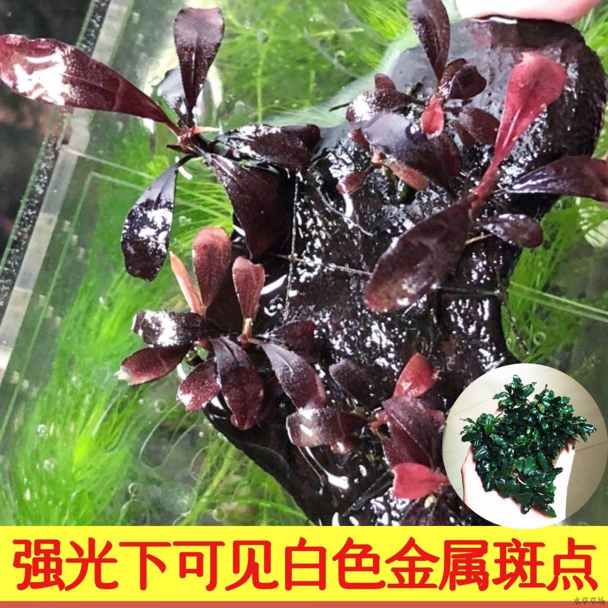 辣椒榕水草迷你椒草小青椒水下叶造景新手鱼缸沉木懒人草缸