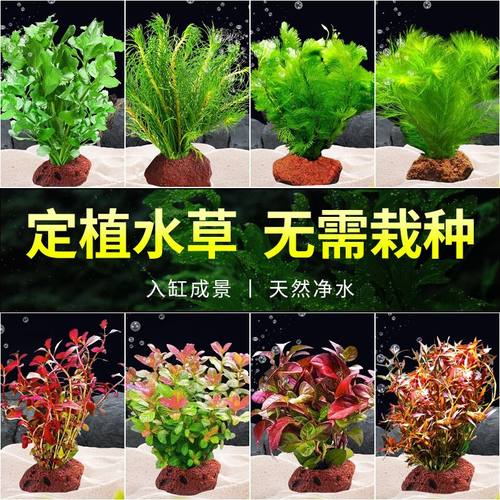 火山石水草植物鱼缸净化水质懒人造景摆件全套底砂套餐阴性真草