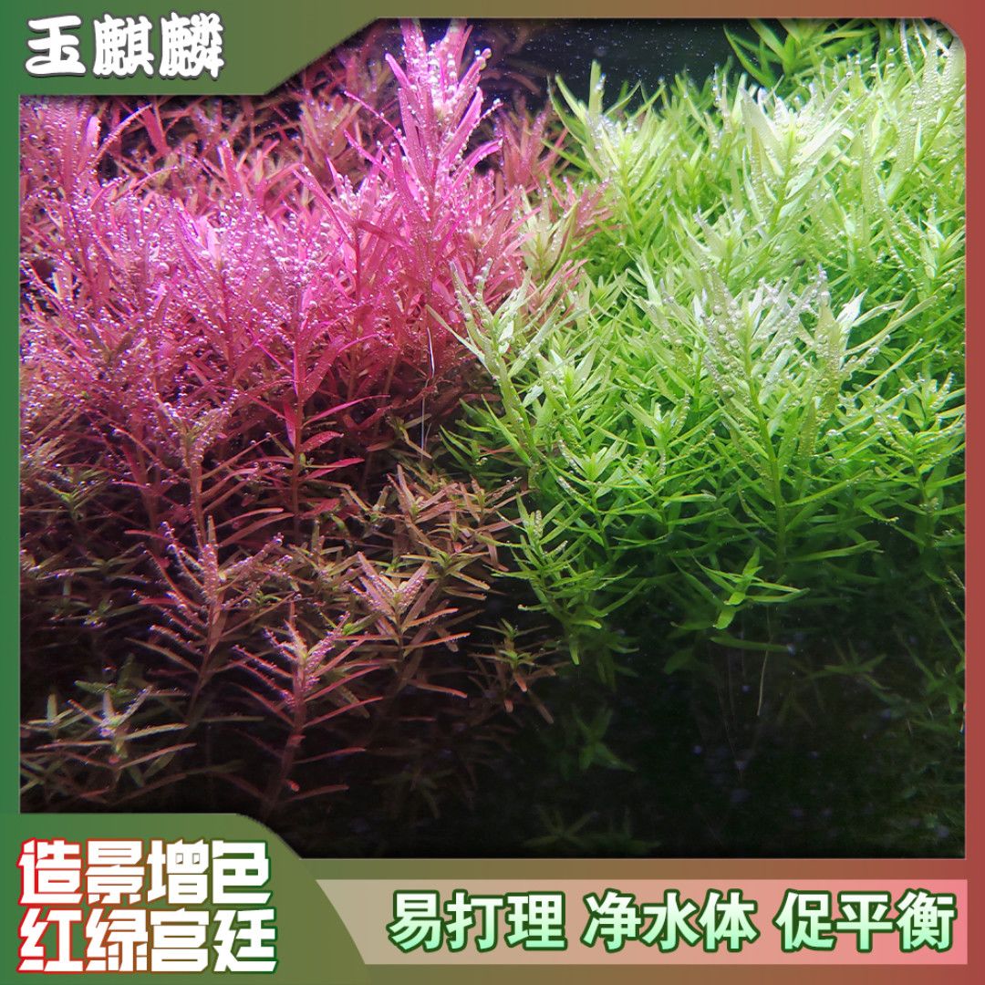 新加坡红宫廷水下套餐组合鱼缸打头红色水草易活新手后景血红造景