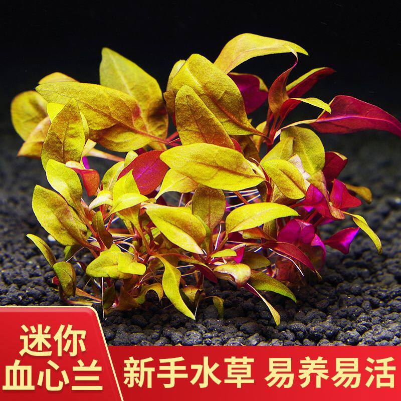 迷你血心兰水草红色淡水活体懒人前景鱼缸造景植物装饰阴性水族箱