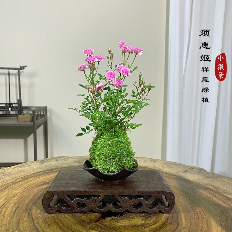 【宏展】须惠姬超微月季苔藓球四季室内绿植茶室耐活苔藓微景观
