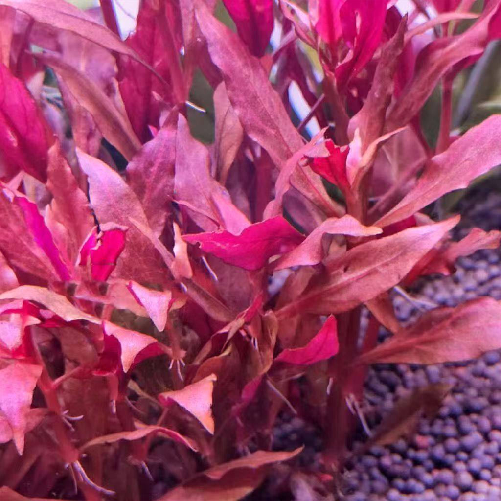 血心兰水草后景阴性草鱼缸草缸装饰造景无需二氧化碳易养懒人红草