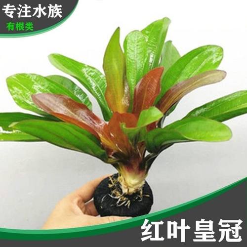 鱼缸好养植物造景迷你皇冠蜈蚣绿菊真水草沉木