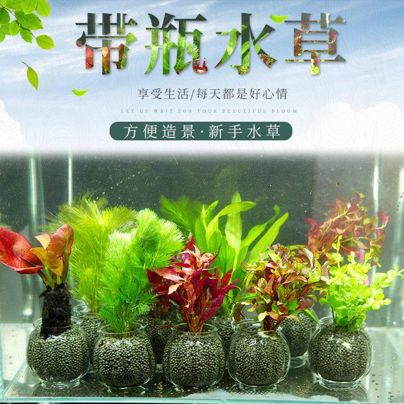 真水草鱼缸造景水草活体水草植物鱼缸水草大宝塔中后景鱼带瓶水草