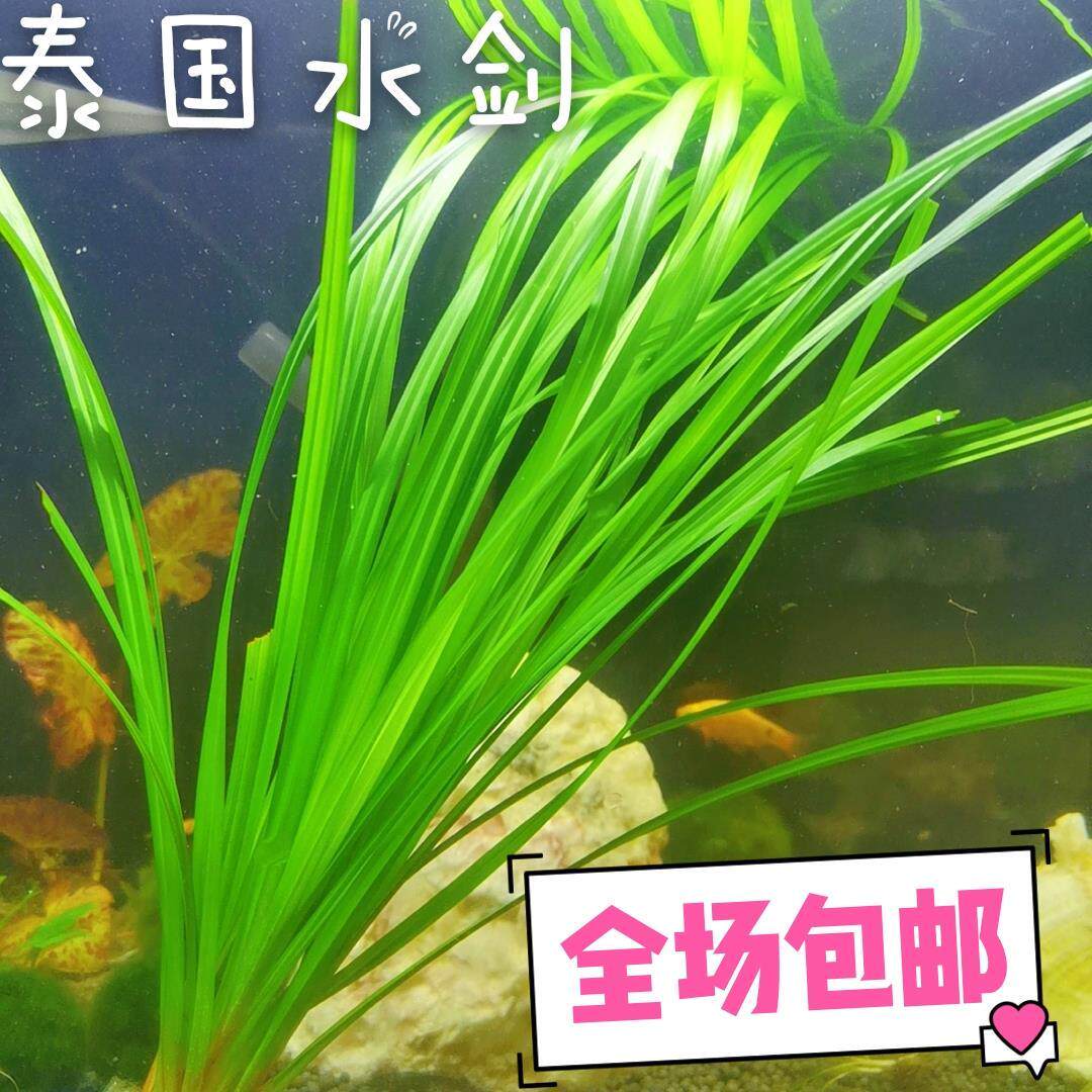 泰国水剑中后景水草原生缸懒人莫斯鱼缸造景无需co2高缸包邮南美