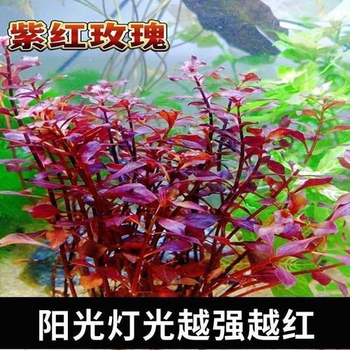 紫红玫瑰丁香淡水水草中后景有茎类红色生态鱼缸真水草红丁香