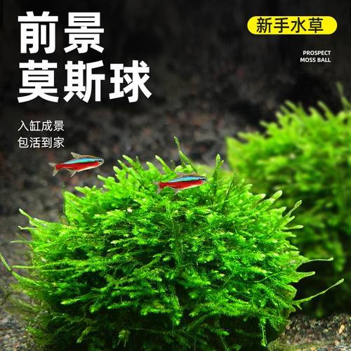 前景矮水草莫斯半球鱼缸装饰真草植物大三角莫丝水族净水新手懒人