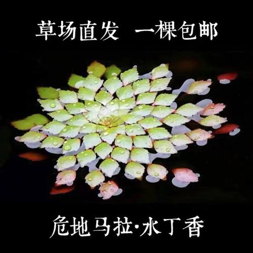 浮萍水上烟花鱼缸水草真植物火黄花菱水葫芦一叶莲水丁香造景好养