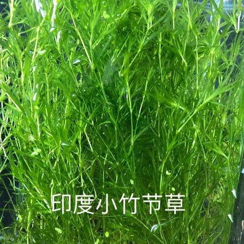 竹节草养不死植物孔雀鱼虾躲避黑壳虾除藻大全耐热无需光照水草