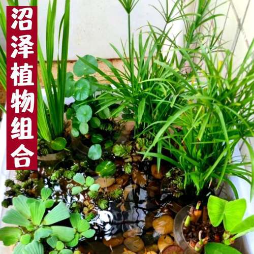 沼泽过滤组合野生菖蒲臭蒲苗水菖蒲净化水质养鱼养虾池塘绿化水草