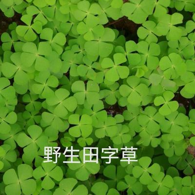 新鲜四叶萍田字草四叶草 水草 夜夜合 浮萍草 水萍草干货清火野生