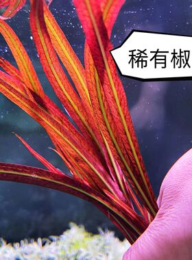 ada老虎椒稀有红色水草阳性飘逸植物鱼缸阴性后景造景自养水下叶