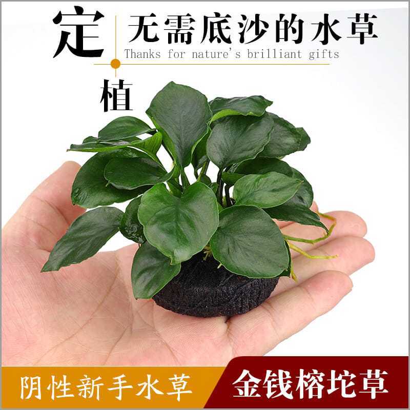 淡水鱼缸活体造景装饰懒人坨草金钱榕小型水榕新手不用底沙的水草