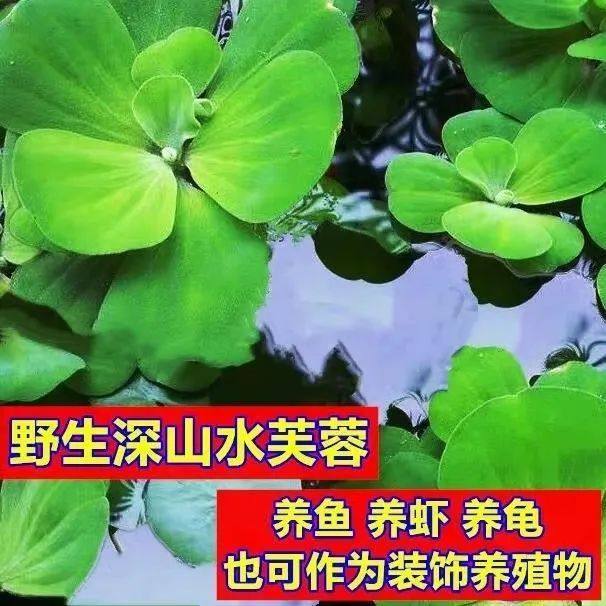 水芙蓉浮萍植物养鱼龟缸净化水质鱼池池塘造景养鱼真草浮萍水草