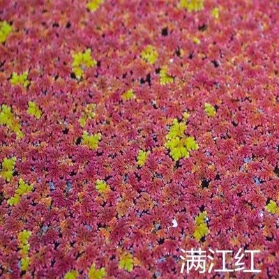 满江红珊瑚鱼缸萍古法净化造景水质养鱼鱼虾增氧斗鱼浮萍水草水培
