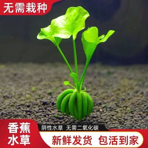 水生香蕉草水培净化水质鲜活生植物增氧绿植水草办公室鱼缸装饰