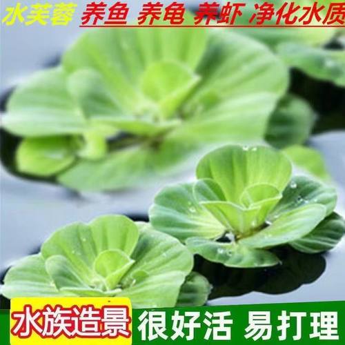 兔耳萍浮萍水草植物趴地草阴性水培无土增氧鱼缸草净化水质四季用