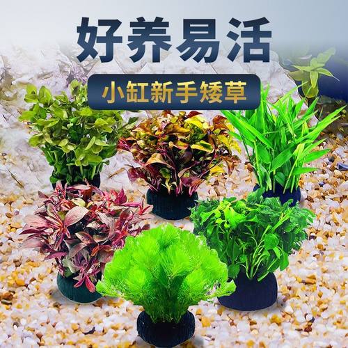 水草植物鱼缸坨草水草造景摆件水培植物蜈蚣草增氧绿菊水培坨草