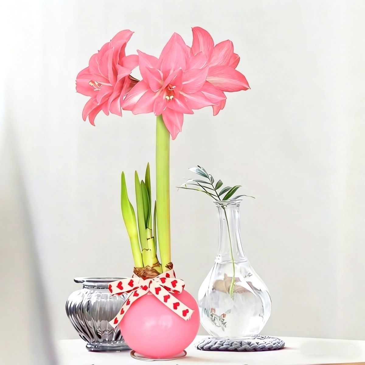 蜡封朱顶红大球节日送礼正品年宵花卉好养绿植室内盆栽办公室客厅