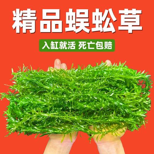 蜈蚣草水草植物养龟鱼缸造景鱼草缸净水绿植新手养鱼绿菊后景草