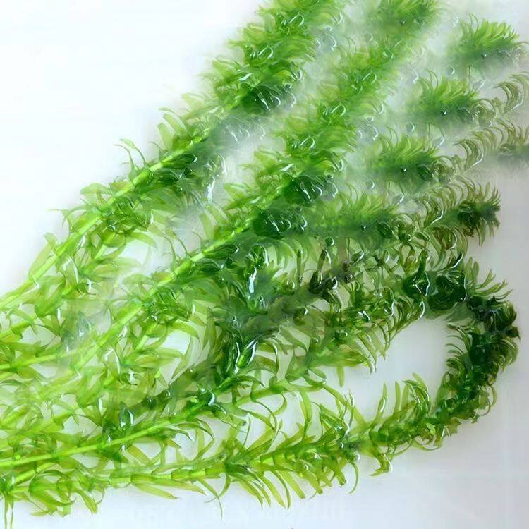 好养耐活印度增氧蜈蚣草绿植鱼缸真草水族箱造景水草装饰活体后景