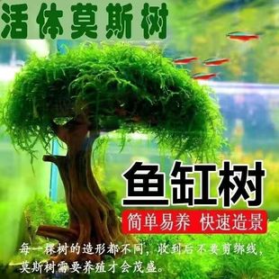 鱼缸造景成品莫斯树入缸成景莫斯沉木树阴性草适合新手鱼缸摆件