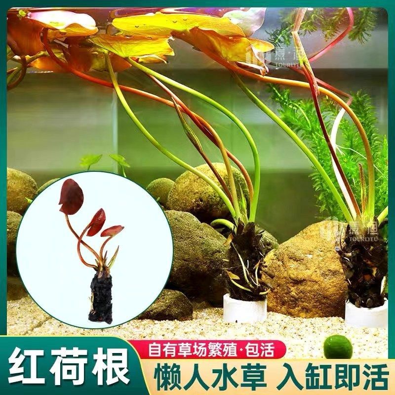 红荷根水草鱼缸造景易养睡莲懒人水培会开花增氧阴性淡