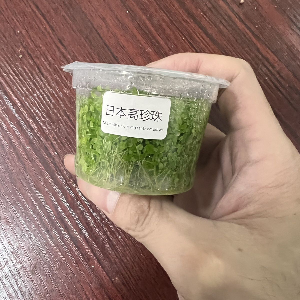 新手中后景日本高珍珠无菌杯鱼缸造景阴性水草新手懒人增氧植物