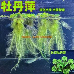 牡丹萍浮萍水草净化水质水生水培植物花卉庭院阳台鱼池鱼缸微景观