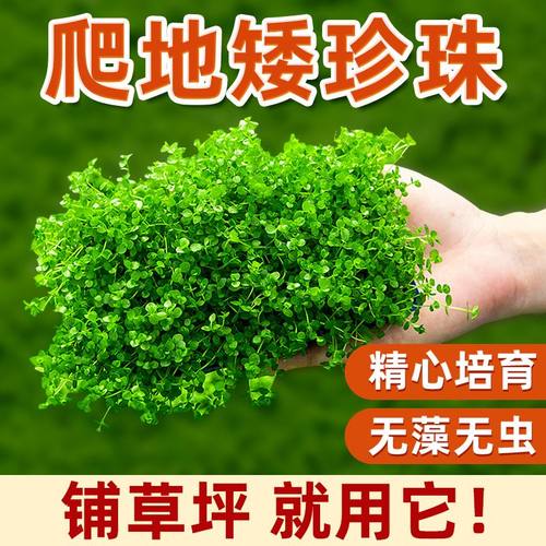 爬地矮珍珠无菌杯鱼缸造景鲜活趴地迷你小坨水草植物淡水增氧真草