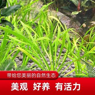 针叶皇冠前景水草鱼缸活体水族箱真水草阴性好养易活新手懒人水草