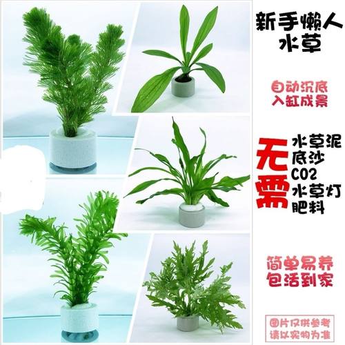 桌面水草真水草绿菊红菊羽毛坨草真水草客厅水草小鱼缸水草活水草