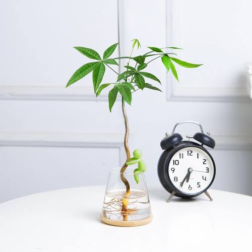 发财树水培植物盆栽室内客厅好养水养办公室桌面招财绿植花卉盆景