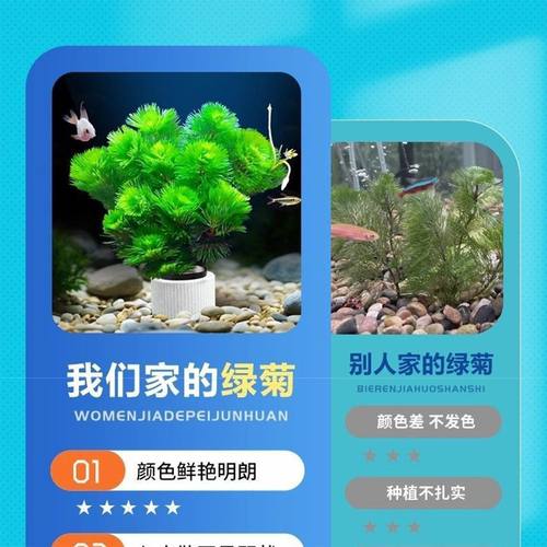 绿菊营养泥坨耐寒鱼缸植物水草好养耐活增氧淡水活体净化水质冬天