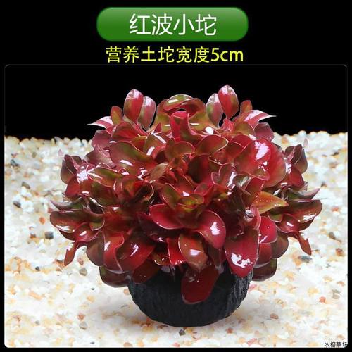 新手增氧好养水竹绿菊红波坨草阴性后景活体耐活鱼缸蜈蚣草植物