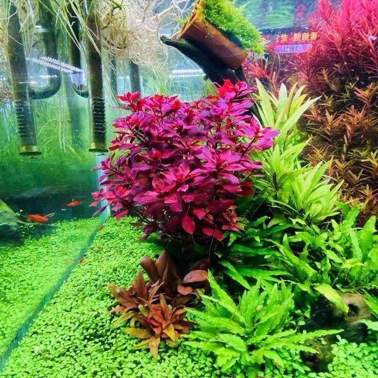 紫红玫瑰丁香网红水草鱼缸草缸造景植物生命之树沉木阴性红色后景