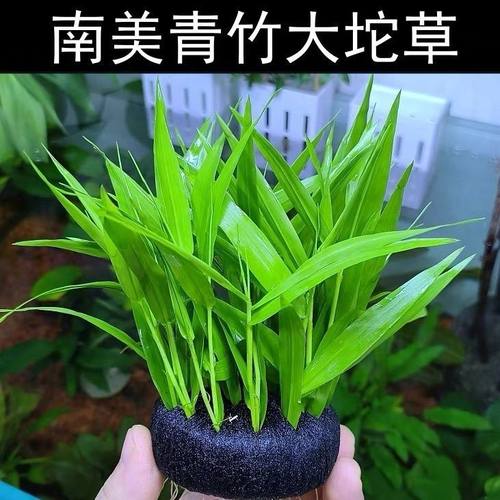 玉竹大坨草缸鱼缸原生造景水竹懒人水培增氧淡水水草阴性活体植物
