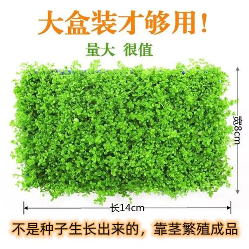 鱼缸水草前景草爬地矮珍珠水草莫斯水草草坪水草泥