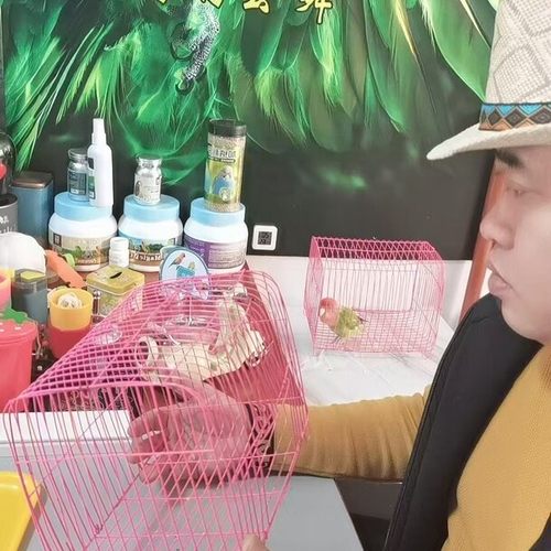 宜澳森鹦鹉训鸟芦丁鸡隔离防打架半圆笼子宠物运输笼枕笼小鸟笼