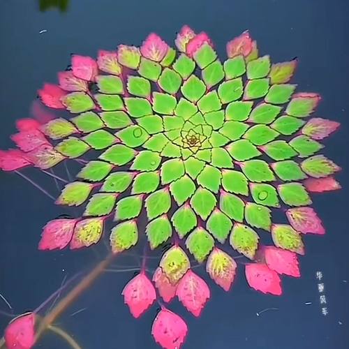 水上烟花烟火危地马拉水养丁香浮萍华菱黄花植物鱼缸造景装饰水草