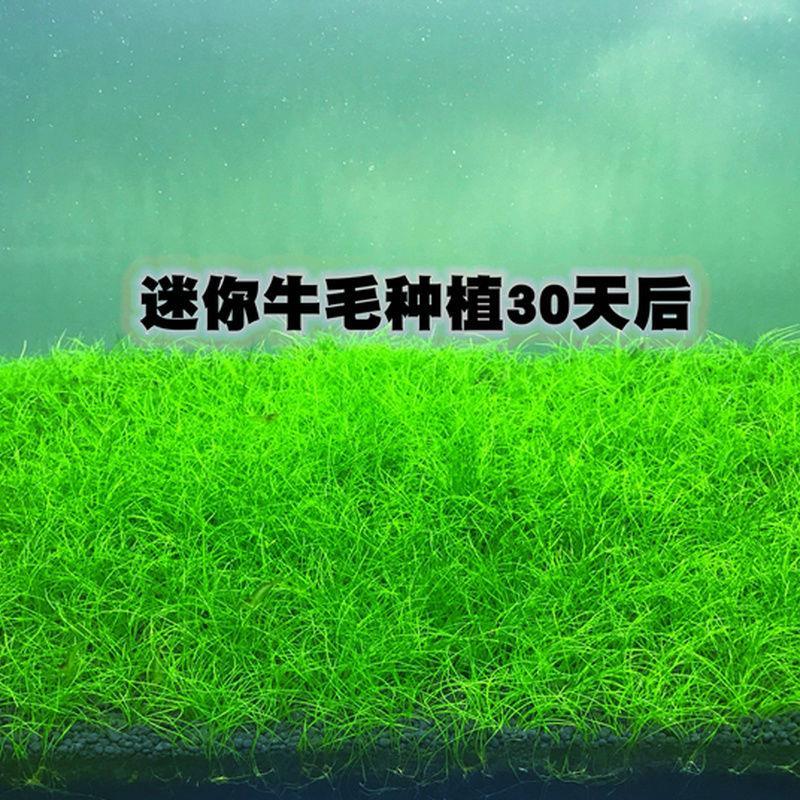 活体水草鱼缸造景前景草日本迷你牛毛正宗迷你牛毛牛毛毡无菌杯装