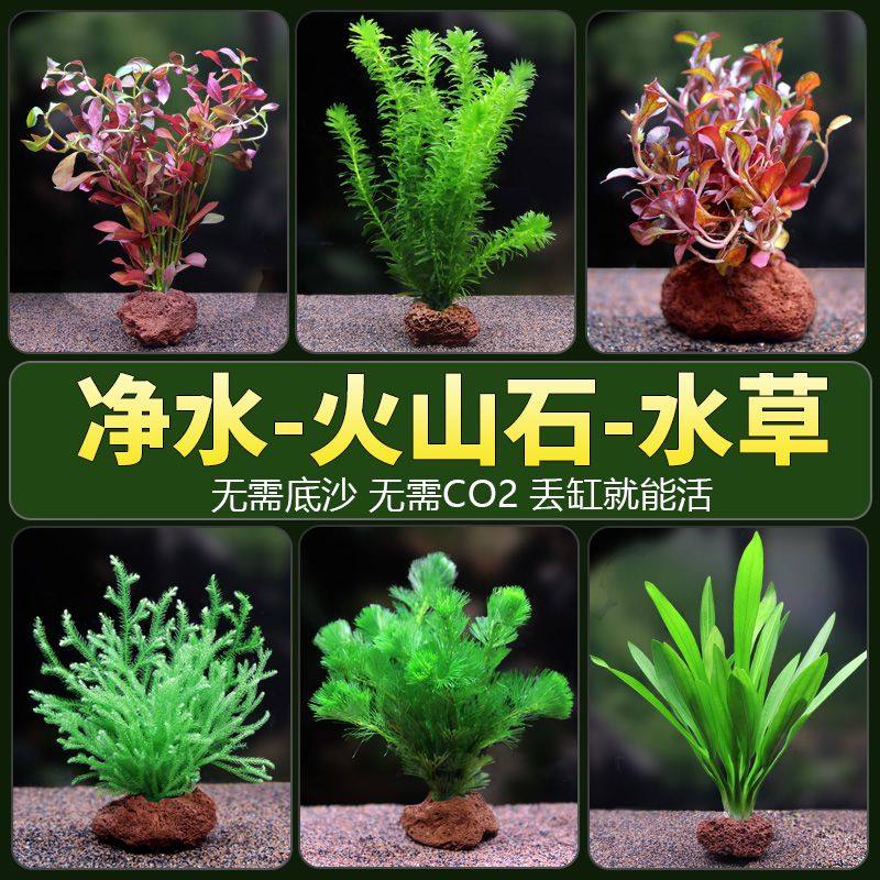 鱼缸水草植物真草阴性火山石净化养鱼造景鱼缸专用沉木水榕水草