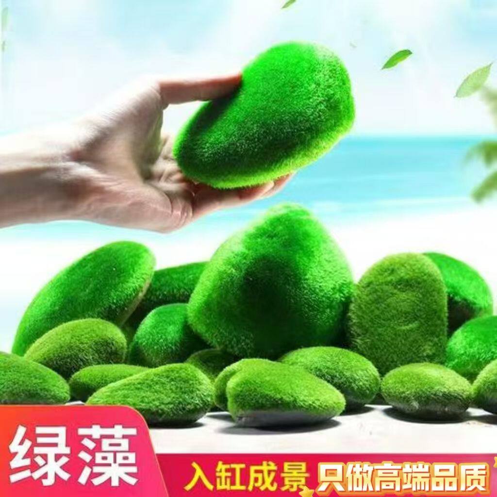 鱼缸水族箱造景水草海藻生态绿藻瓶绿澡水藻鱼缸青苔石苔藓绿藻石