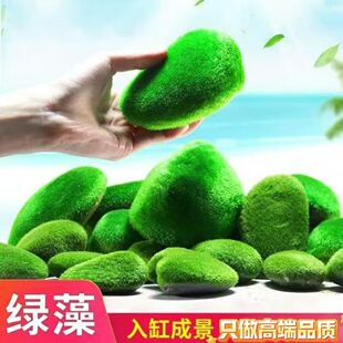 鱼缸水族箱造景水草海藻生态绿藻瓶绿澡水藻鱼缸青苔石苔藓绿藻石