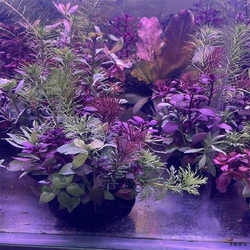百变坨草懒人造景净化水质阴性植物大坨水草装饰矮珍珠日式草鱼