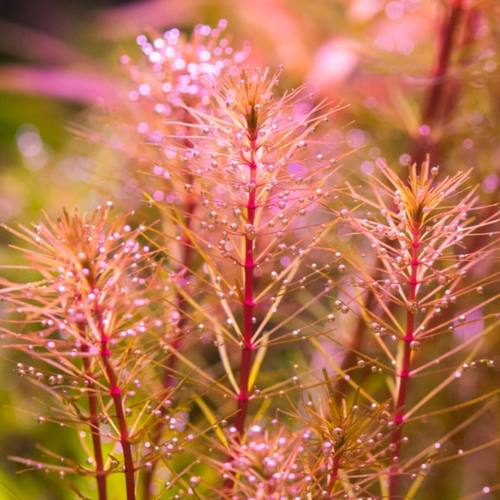 越南百叶20棵 保真水下叶 中后景水草 包活好养 鱼缸草缸造景