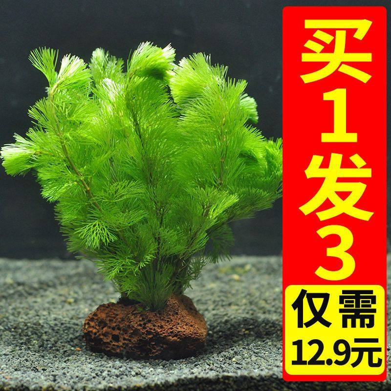 绿菊水草鲜活真植物开花好养鱼缸造景阴性水草淡水增水后景草